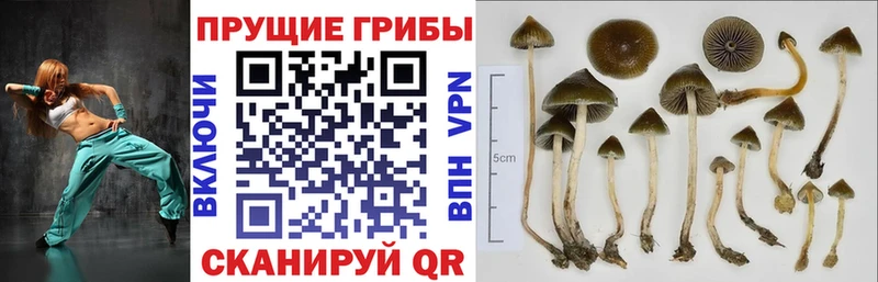 Псилоцибиновые грибы Psilocybe  Фатеж 